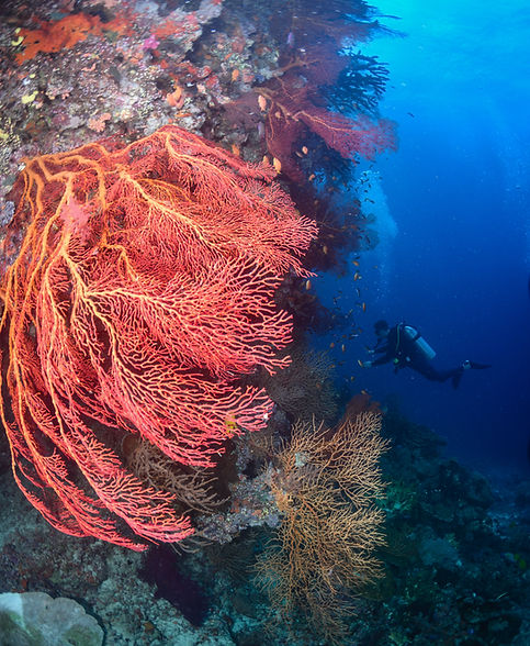 Scuba diver exploring coral reefs on a Fiji dive package.