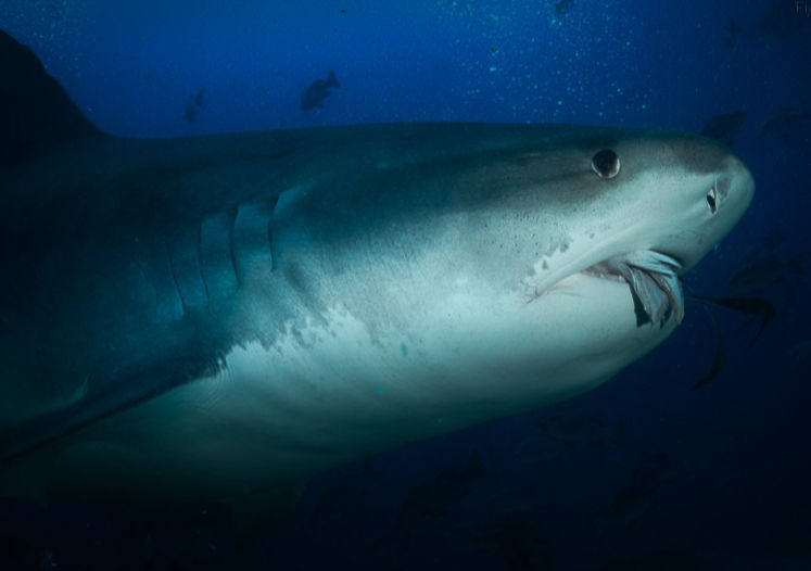 Tiger shark eating a tuna head in Beqa Lagoon