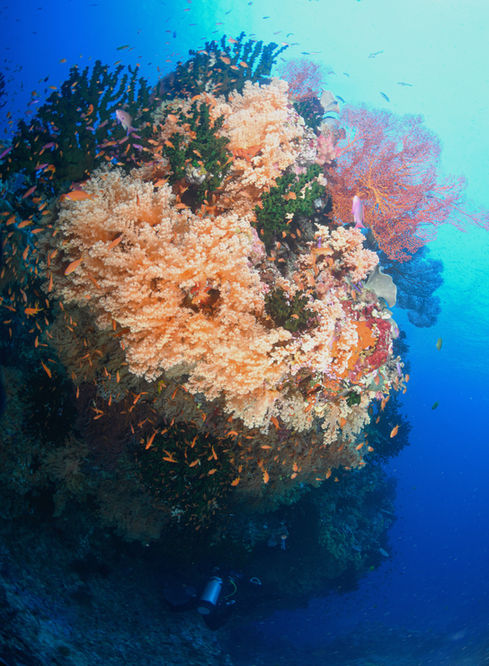 Vibrant coral reef teeming with fish