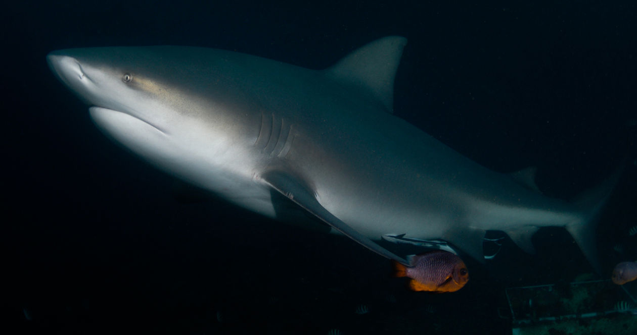 Large shark swimming underwater, illuminated by light. Scuba Diving in Fiji Waterlust Fiji