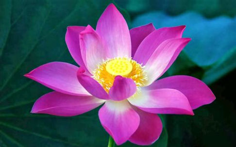 lotus.jpeg
