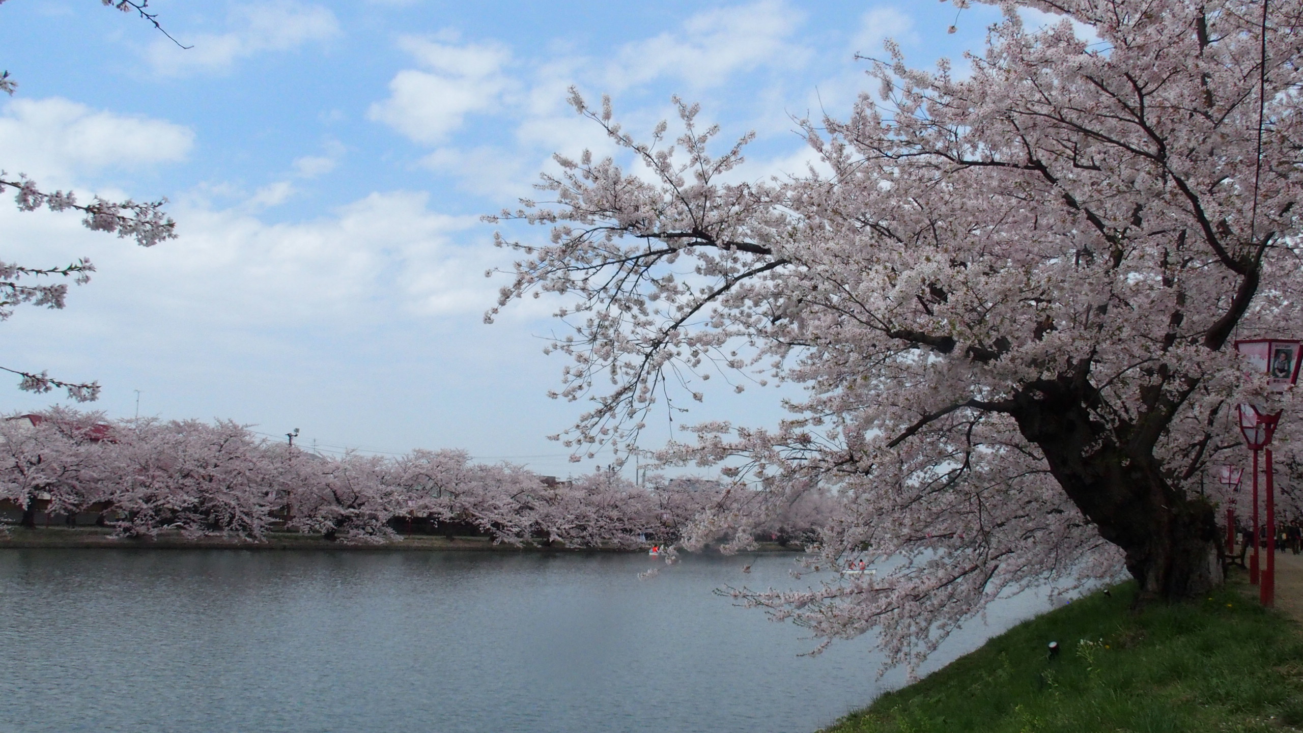 Cerezos en Hirosaki
