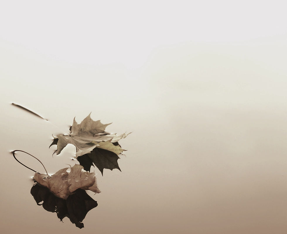 Floating maple leaves_edited_edited_edited_edited_edited.jpg