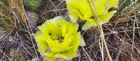 Unfinished [A Thread]