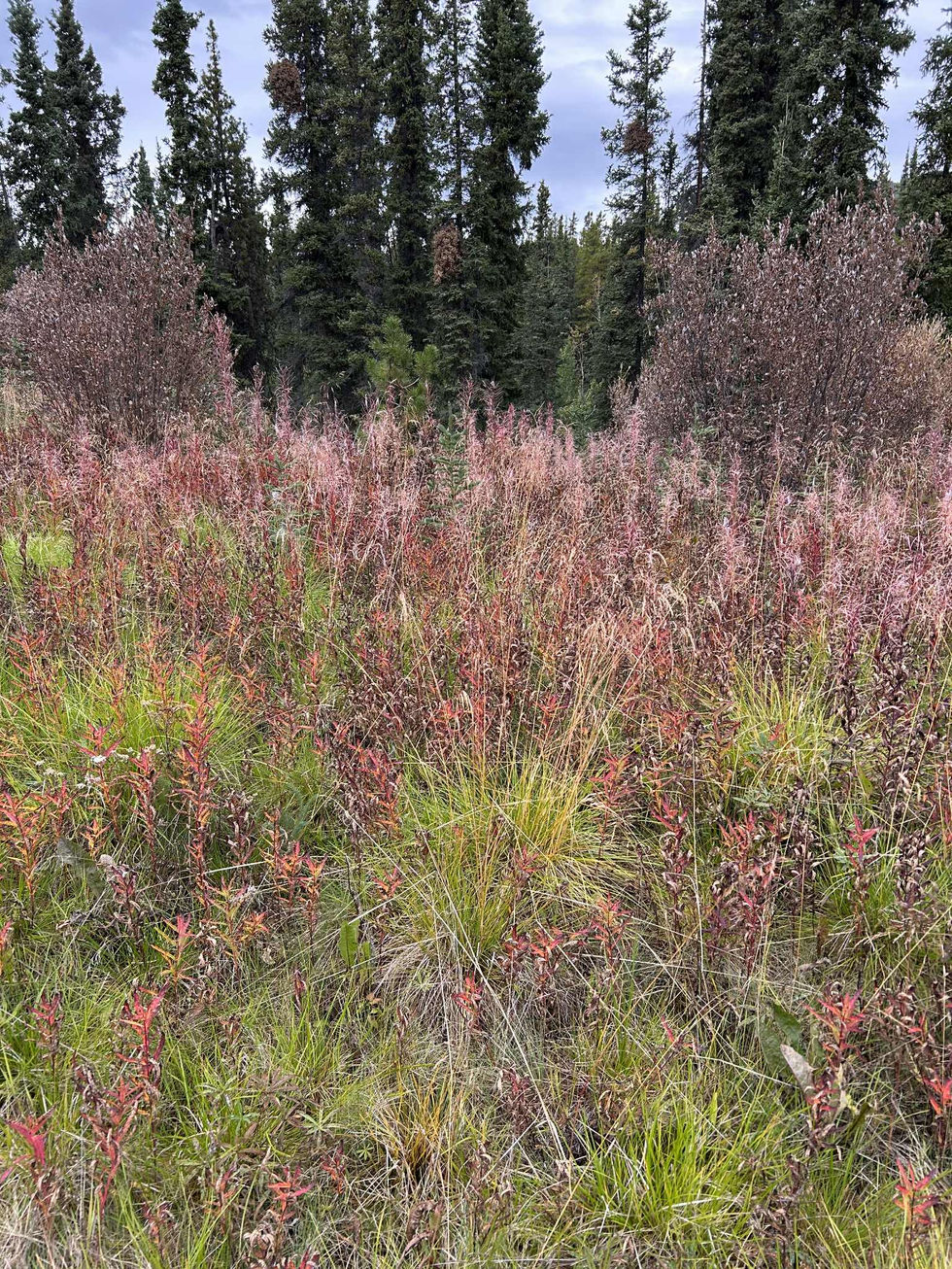 att.g8VDkClNndDZCj1oSl6Jt7ZPpXY5tFNBOvOPdy16ZFk