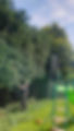 hedge cutting image