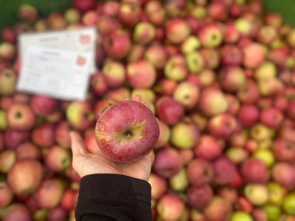 Apfel_mit_Laufzettel