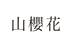 山櫻花.png