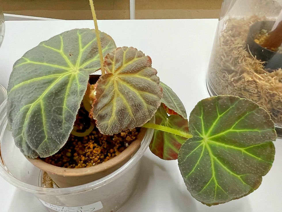 Begonia olsonie SILVER