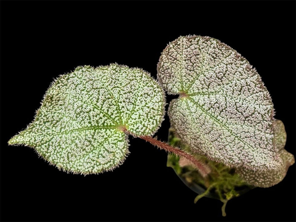 B. ningmingensis var. bella silver “Cao Bang”