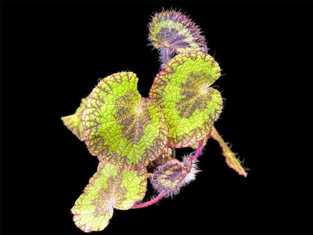 有名なベゴニアの名前が変った？