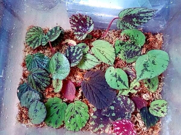 LA雨林園藝の長谷様より提供いただいた、採集して帰国直後のB. aketajawensis