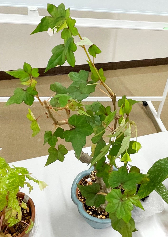 Begonia suffruticosa