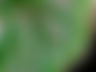 シュウカイドウ科ベゴニア属