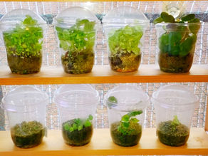 ベゴニア中毒、初期患者。