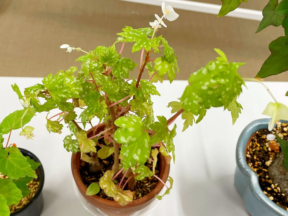 Begonia dregei