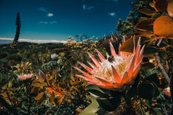 © morshaeuserphotography.com