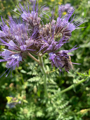 IMG_0852.jpeg
