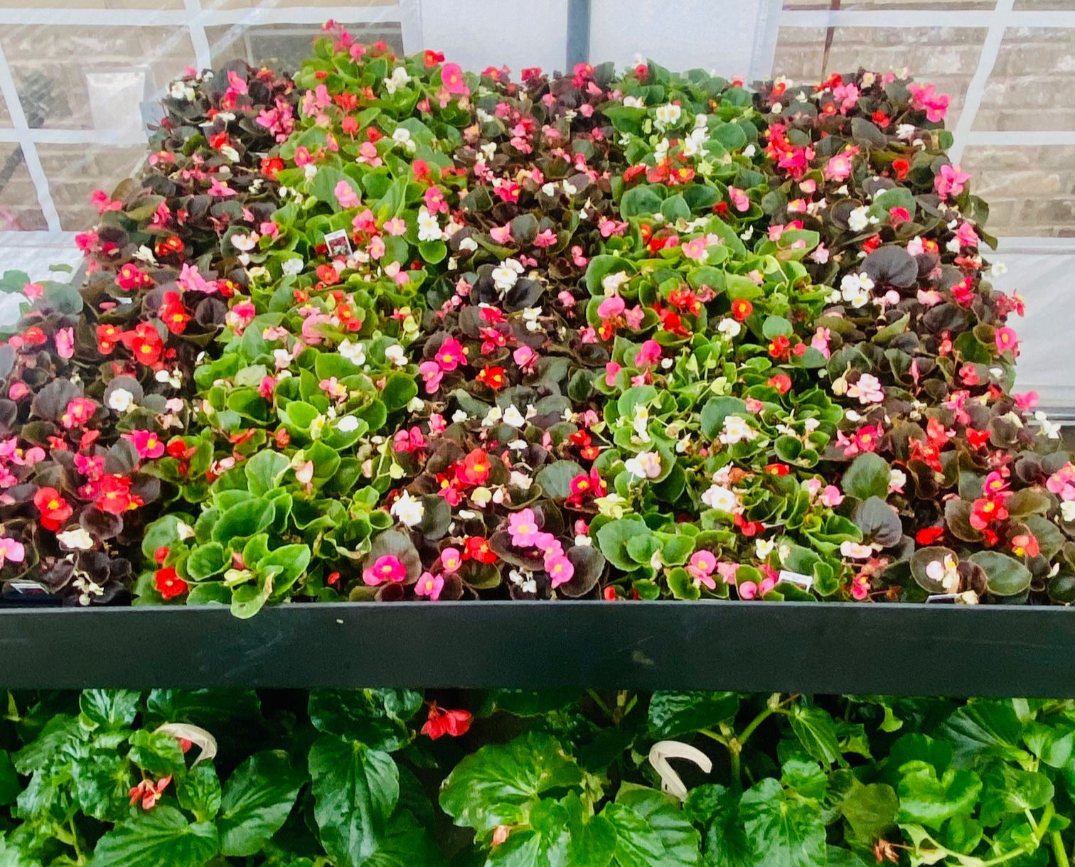 Begonia - 48 CT FLAT