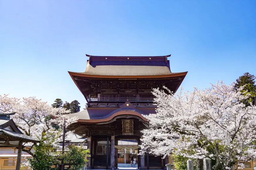 日本寺廟前櫻花盛開,藍天作背景。建築中間懸掛木牌,氛圍寧靜
