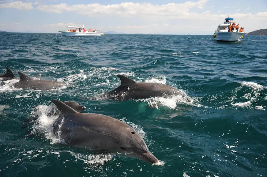 大海中,幾隻海豚在波浪中游動,背景有兩艘小船。海水呈深藍色,天空晴朗,船上有人在觀賞