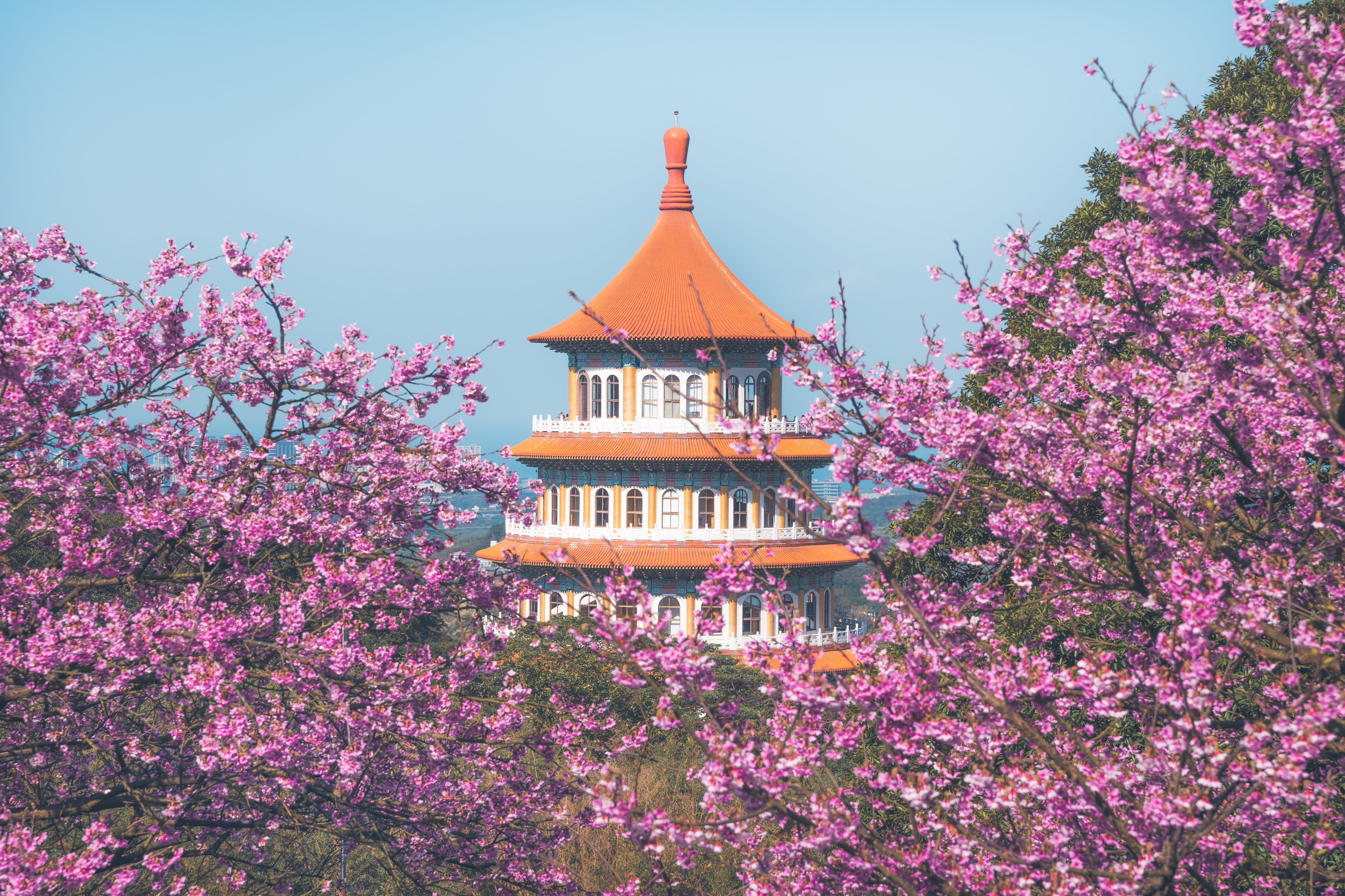 【2025櫻花季】淡水・三芝浪漫巡禮：粉櫻祈願、百年風華與漁港夕陽，走讀百年滬尾