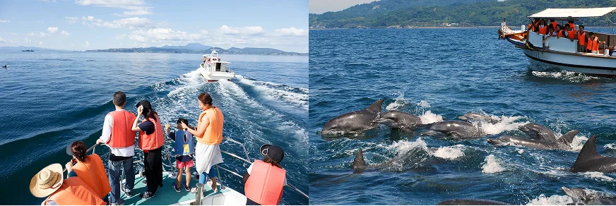 船上遊客身穿救生衣觀賞海豚,海豚在清澈海水中游動。藍天白雲,遠處有山景,氣氛輕鬆愉悅