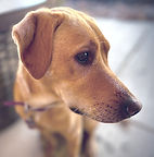 Labrador Retriever thoughtful pose