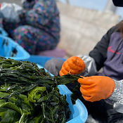 姫っこは大島の天然わかめを製造しています。