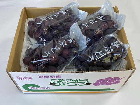 田主丸_美味しい巨峰_池尻農園