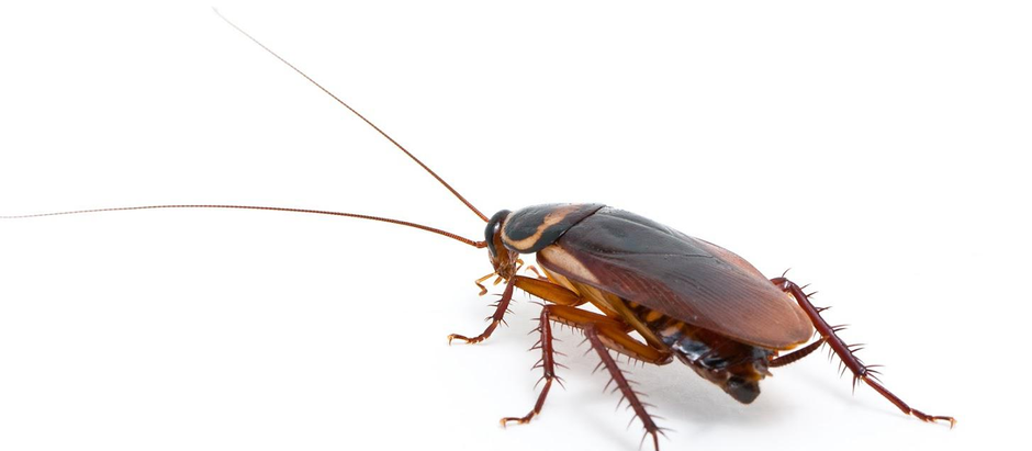 Early Signs Of A Cockroach Infestation