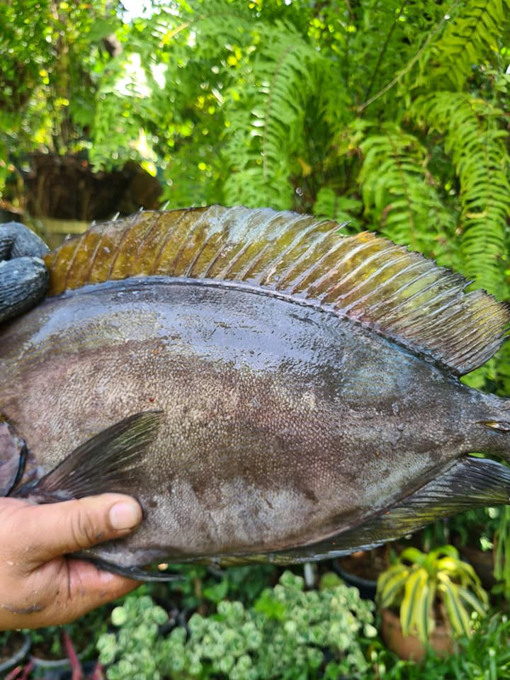 ภาพขนาดย่อ: ขี้ตังเบ็ดหน้าลาย / เสือซ่อนเล็บ / แก่แดดเบ็ด (Surgeonfish)