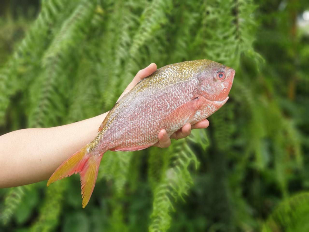 เหลืองญี่ปุ่น / กล้วยญี่ปุ่น / หางเหลือง (Yellowtail Fusilier)