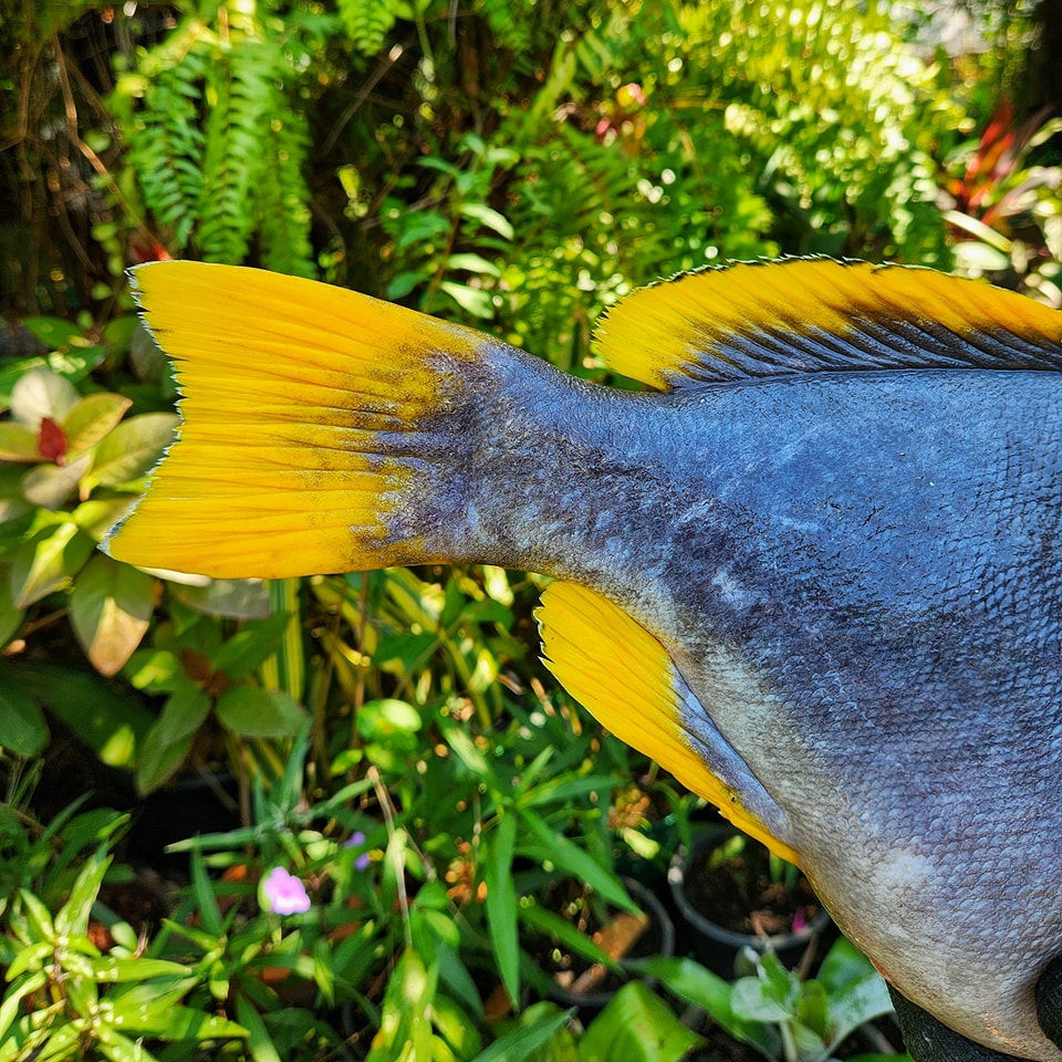 ภาพขนาดย่อ: เก๋าหน้ากากทอง (Blue and Yellow Grouper)