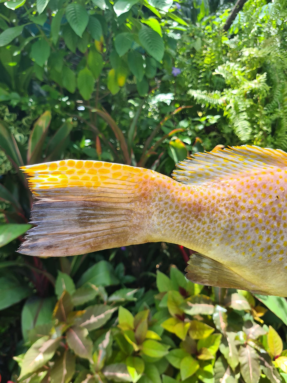 ภาพขนาดย่อ: เก๋าหางซ้อน (Bleeker's Grouper)