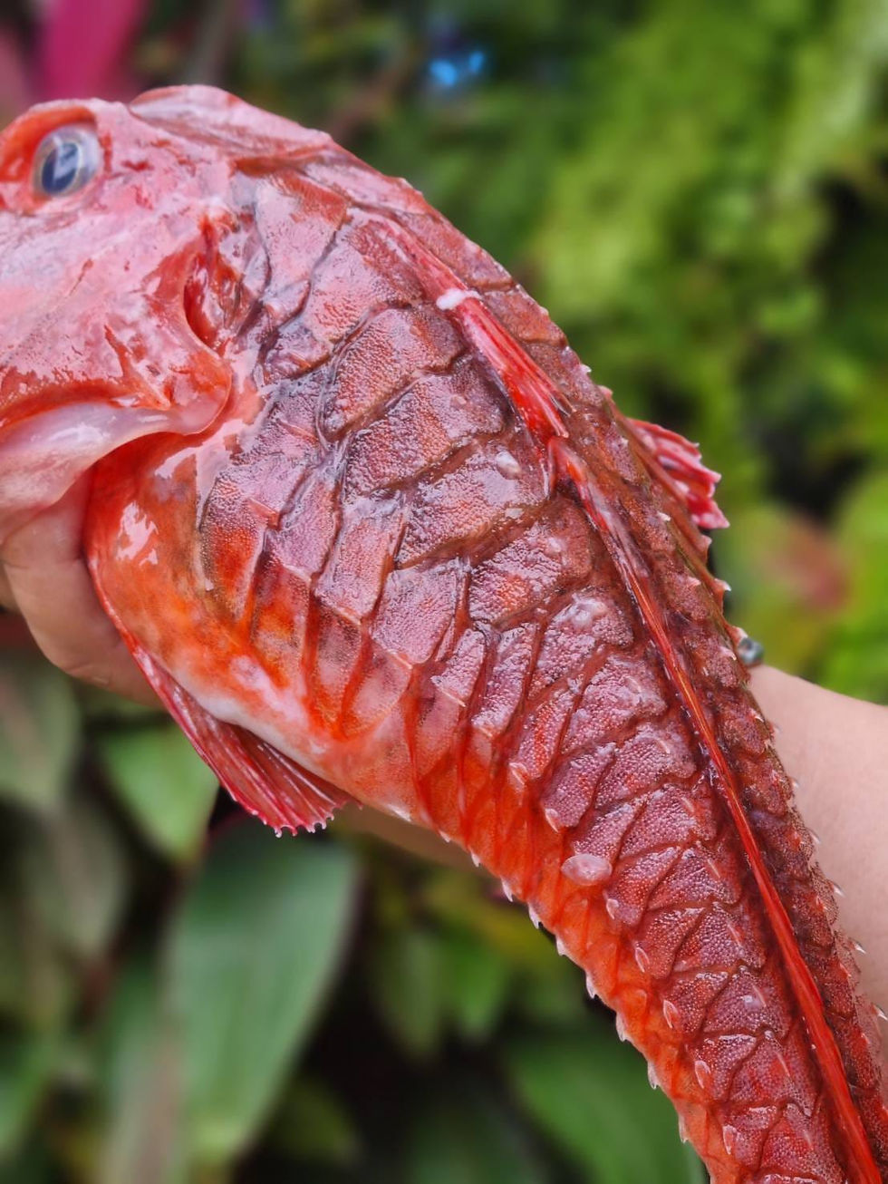 ภาพขนาดย่อ: ปลากุ้ง (Robust Armoured-gurnard)