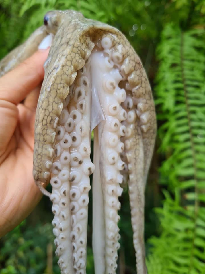 ภาพขนาดย่อ: หมึกสาย (Baby Octopus)