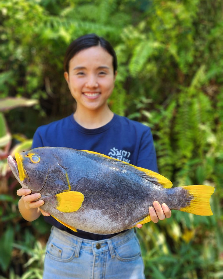 เก๋าหน้ากากทอง (Blue and Yellow Grouper)