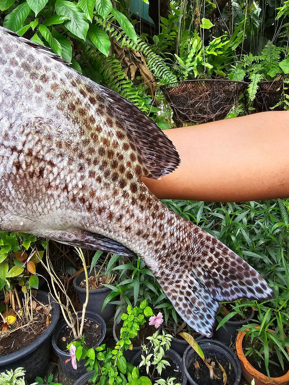 ภาพขนาดย่อ: สร้อยนกเขาดอกดำ (Harlequin Sweetlips)