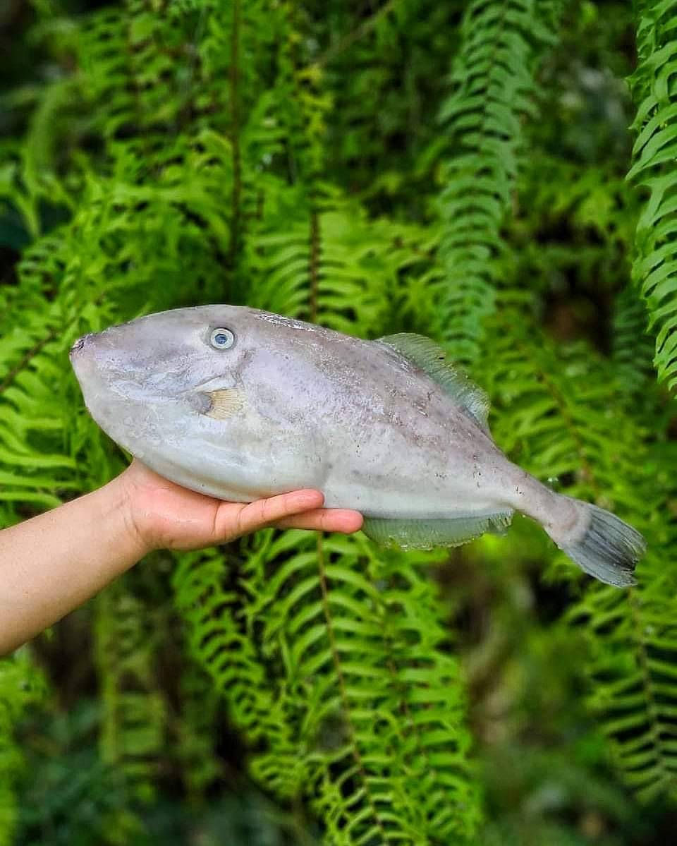 วัวกระดาษ (Unicorn Latherjacket)