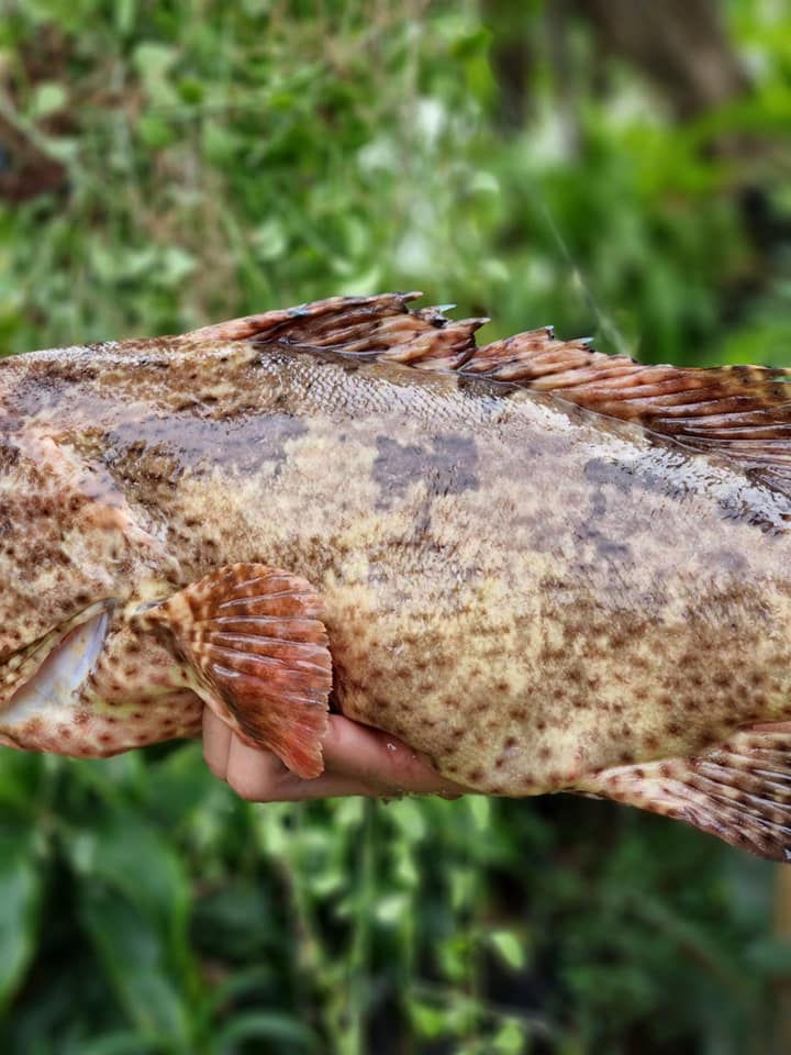 ภาพขนาดย่อ: เก๋าเสือ (Brown Marbled Grouper)