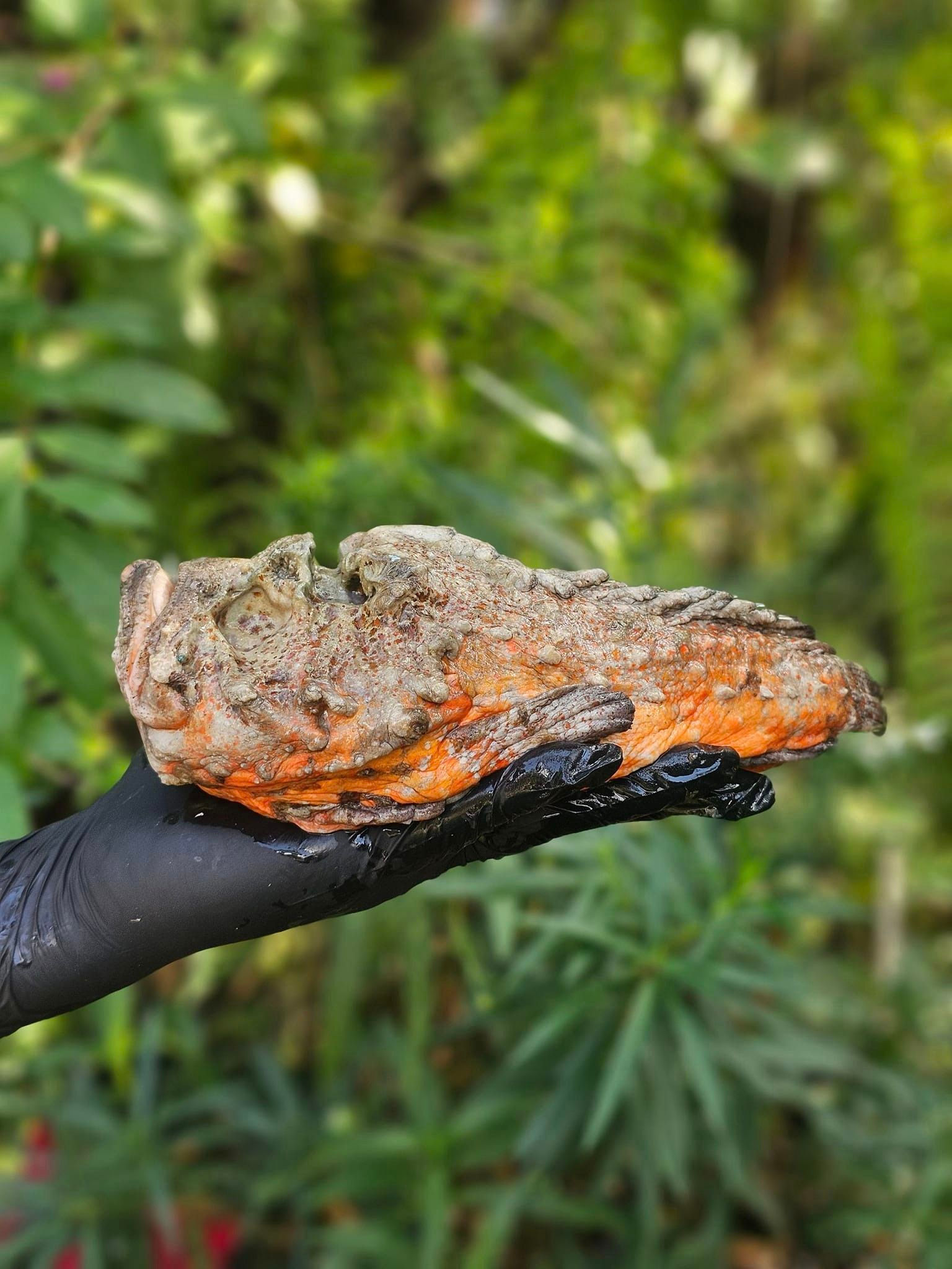 กะรังหัวโขน (Stonefish)