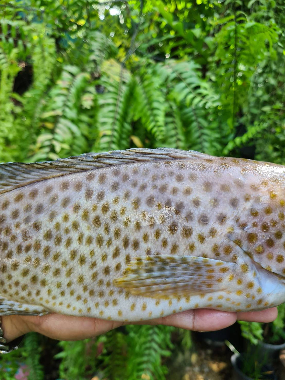 ภาพขนาดย่อ: เก๋าลิง (Areolate Grouper)