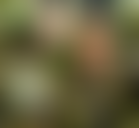 Glasswalk Sunday 24th March