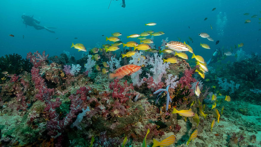 เรือบุหลัน สเตลล่า Coral Grand Voyage ดำน้ำชุมพร ดำน้ำเกาะช้าง Chumphon diving