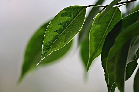ew-katzencoach-ficus-bejamina .jpg