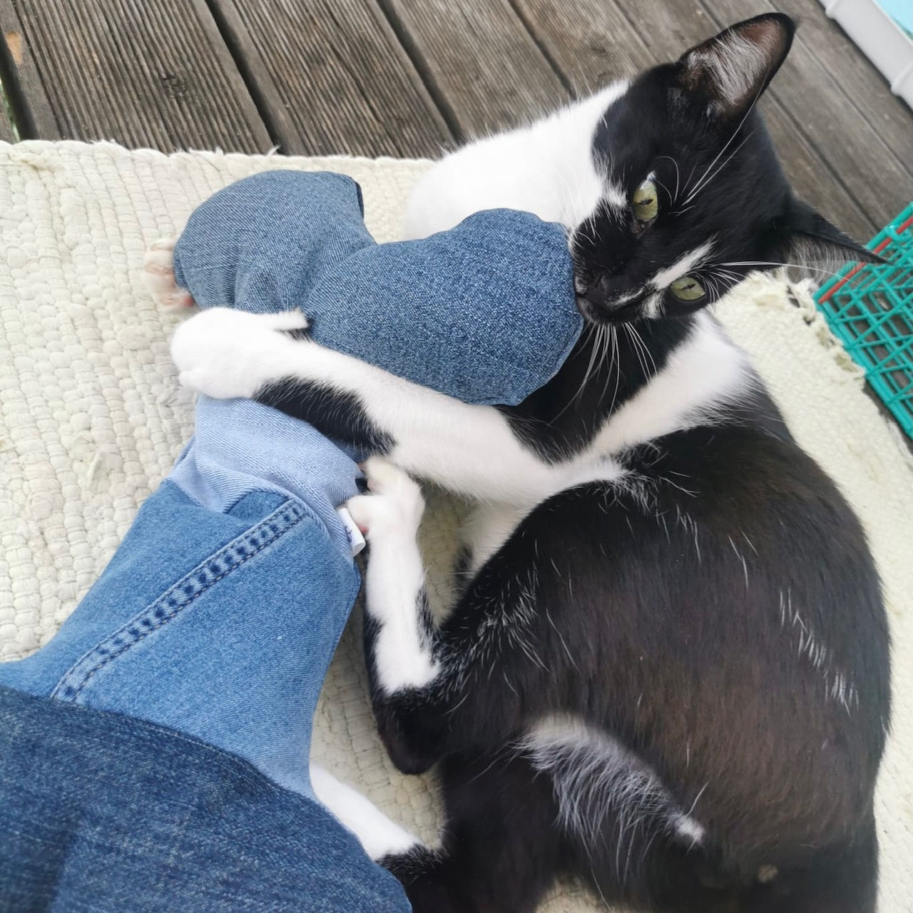 Duft-Kuschelknochen Denim (inkl. 3 Duft-/Geräuschelemente)