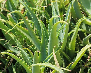 agave nectar diabetes Machetazo Agave Nectar – UrbanFindr main image 0