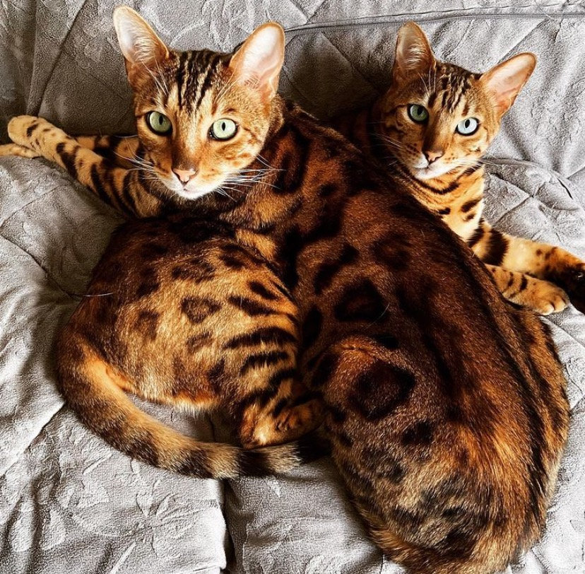 ew-katzencoach-amicella_und_leonardo - 1