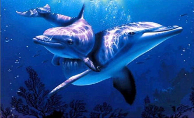 Dolphins